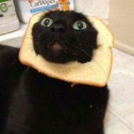 BreadCat