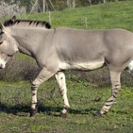 African Donkey Disease