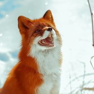 FoxBoi