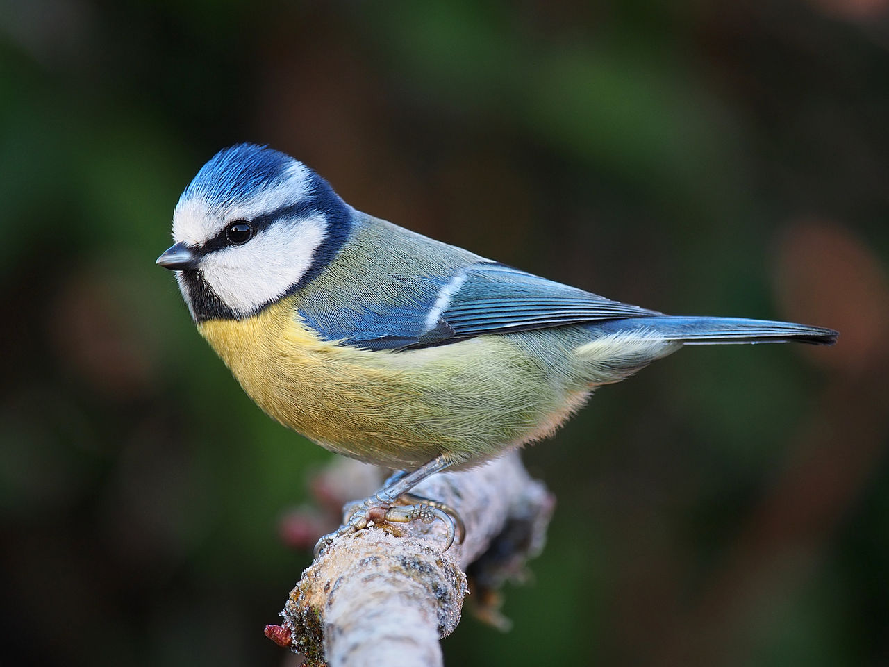 1280px-Eurasian_blue_tit_Lancashire.jpg